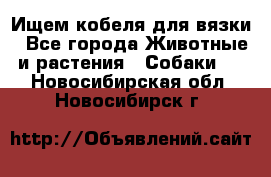 Ищем кобеля для вязки - Все города Животные и растения » Собаки   . Новосибирская обл.,Новосибирск г.